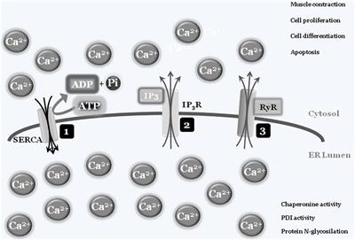 Endoplasmic Reticulum Stress, Unfolded Protein Response, and Cancer Cell Fate